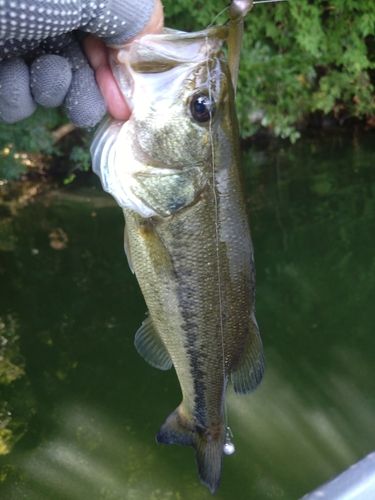 ラージマウスバスの釣果
