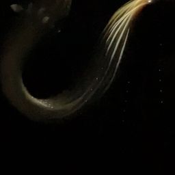 ニホンウナギ