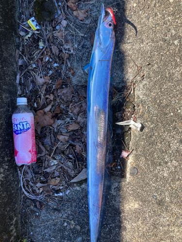 タチウオの釣果