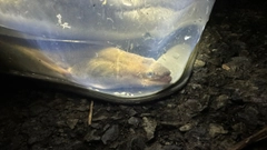 ニホンウナギの釣果