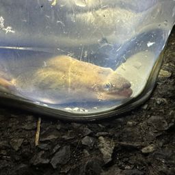 ニホンウナギ