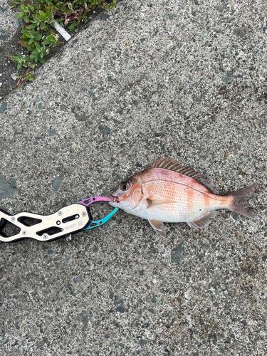 マダイの釣果