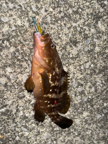 アコウの釣果
