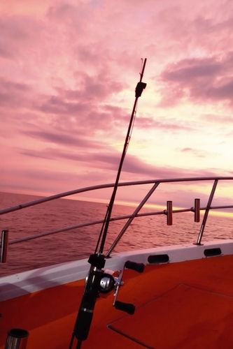 アカイカの釣果