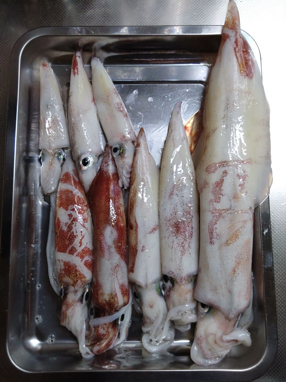 シーズさんの釣果 2枚目の画像