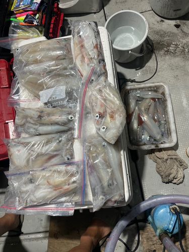 アカイカの釣果