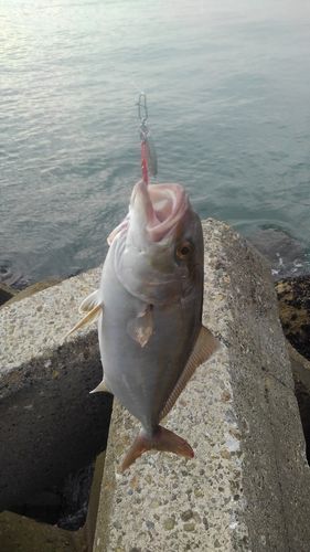 ショゴの釣果