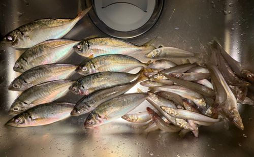 アジの釣果