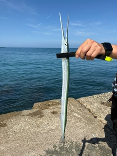 ダツの釣果