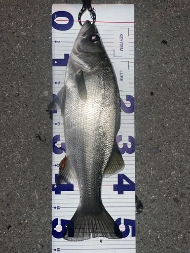 フッコ（ヒラスズキ）の釣果