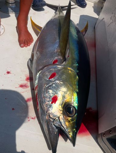 キハダマグロの釣果