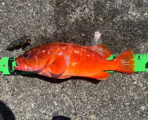 アカハタの釣果