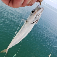 マサバの釣果