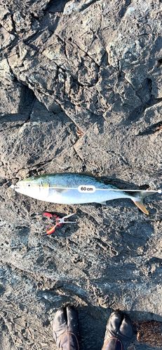ハマチの釣果