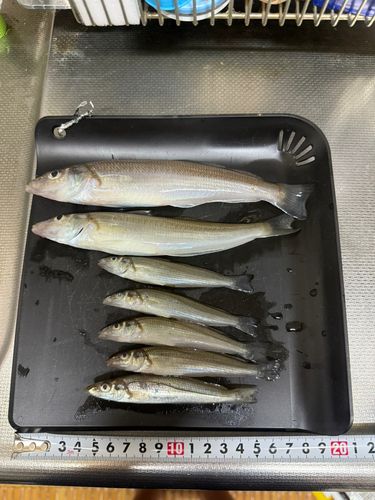 シロギスの釣果