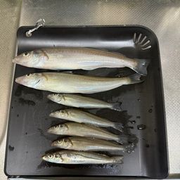 シロギス