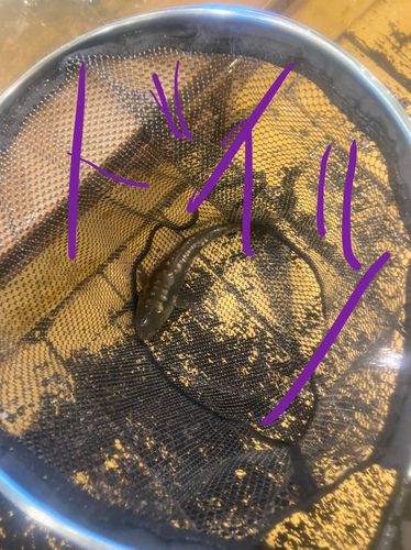 ドイツゴイの釣果