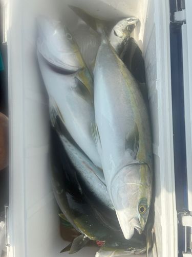 イナダの釣果
