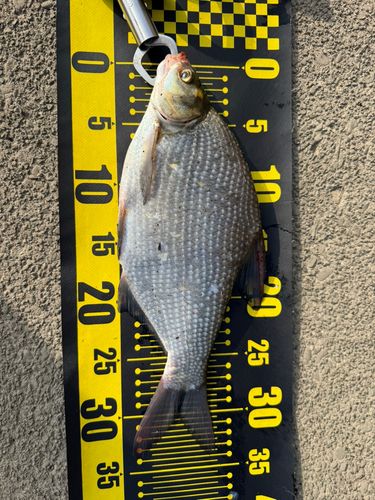 ダントウボウの釣果