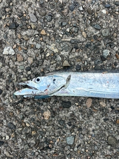タチウオの釣果
