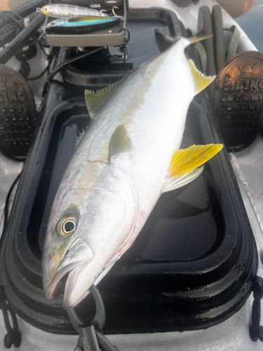 ヒラマサの釣果