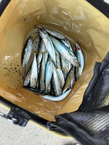 サバの釣果