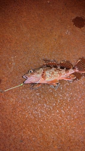 カサゴの釣果