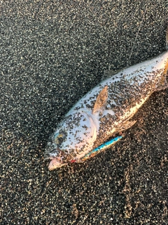 ワカシの釣果