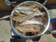 シロギスの釣果