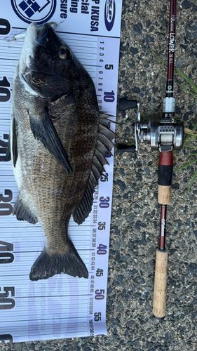 チヌの釣果
