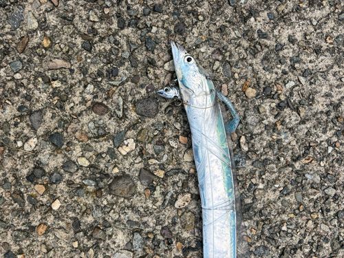 タチウオの釣果