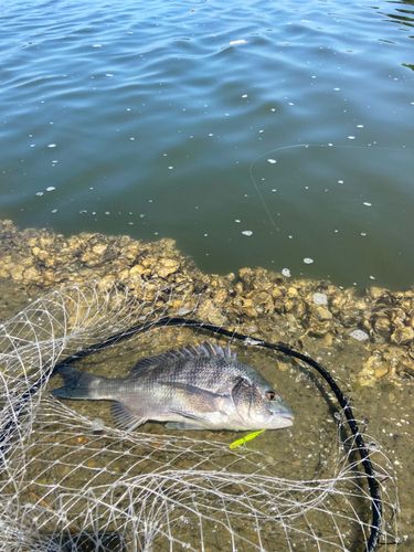 チヌの釣果