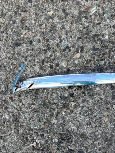 タチウオの釣果