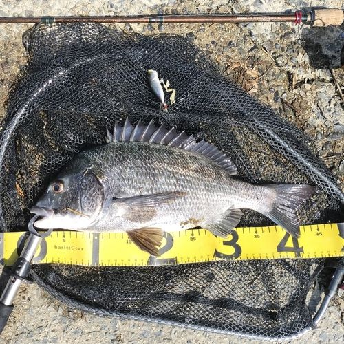 クロダイの釣果