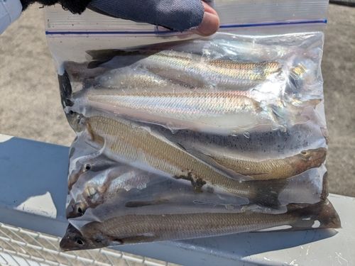 シロギスの釣果