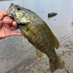 スモールマウスバス