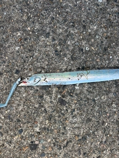 タチウオの釣果