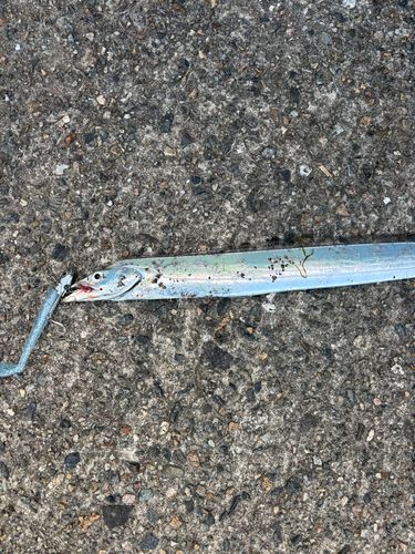 タチウオの釣果