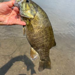 スモールマウスバス