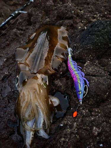 アオリイカの釣果