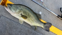 ラージマウスバスの釣果