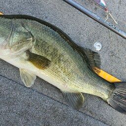 ラージマウスバス