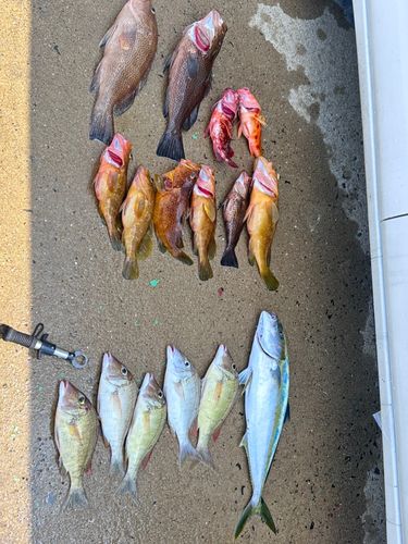 オオモンハタの釣果