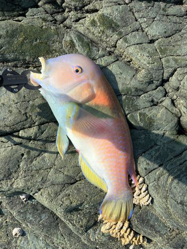 イラの釣果