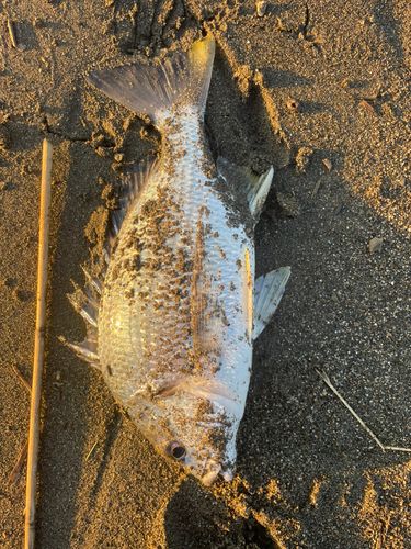 キビレの釣果