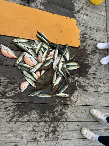 マルアジの釣果
