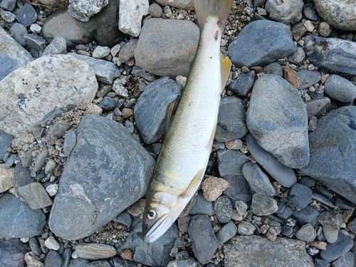 アユの釣果