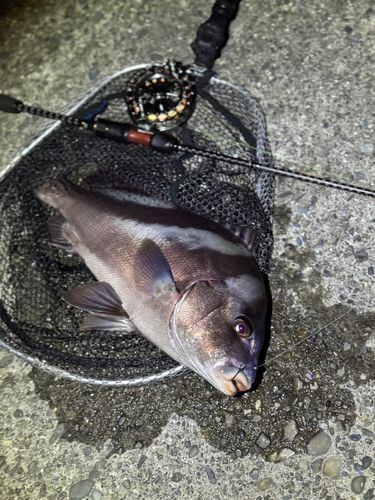 コショウダイの釣果