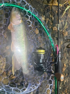 ハスの釣果