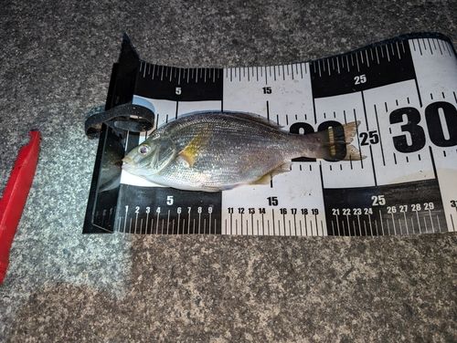 ウミタナゴの釣果